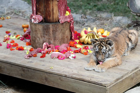 차려진 백일상에서 노는 100일 맞은 백두산호랑이
