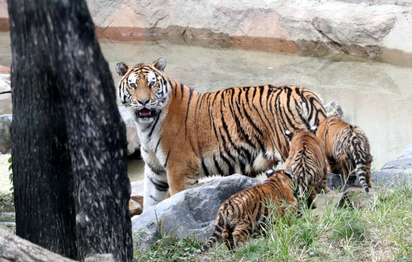 한가롭게 노는 100일 맞은 백두산호랑이 3남매