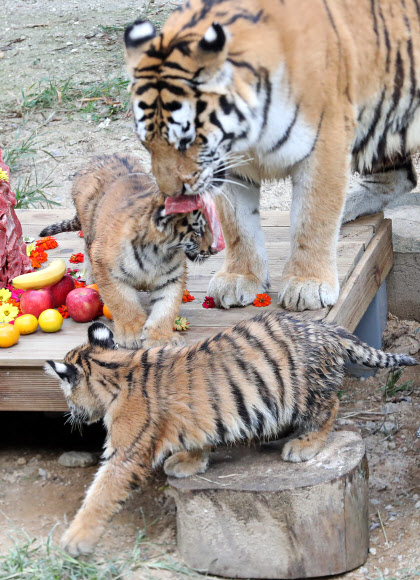 ‘어머니 제 머리 위에 이 차가운 것은 뭐죠?’