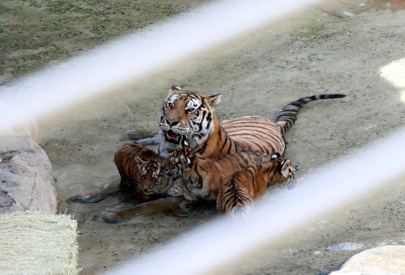 ‘아이 시원해라!’ 어미와 물놀이하는 100일 맞은 백두산호랑이 3남매