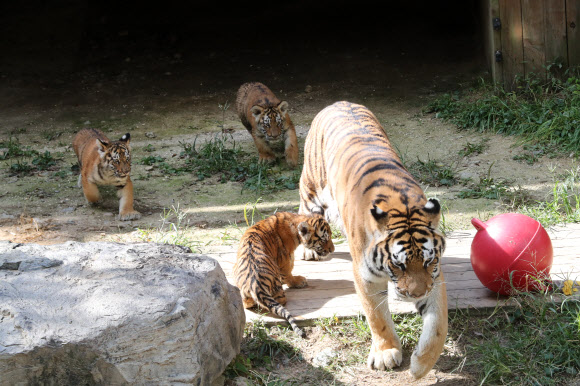 한가롭게 노는 100일 맞은 백두산호랑이 3남매