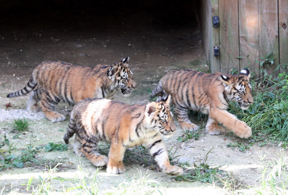 ‘위풍당당’ 100일 맞은 백두산호랑이 3남매