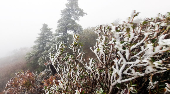 10일 기온이 큰 폭으로 떨어지면서 전북 무주군 덕유산국립공원에 올가을 들어 첫 상고대가 맺혔다. 상고대는 따뜻한 수증기를 머금은 구름이 영하의 기온에 과냉각되면서 나뭇가지에 생기는 작은 얼음이다. 2022.10.10  덕유산국립공원사무소 제공
