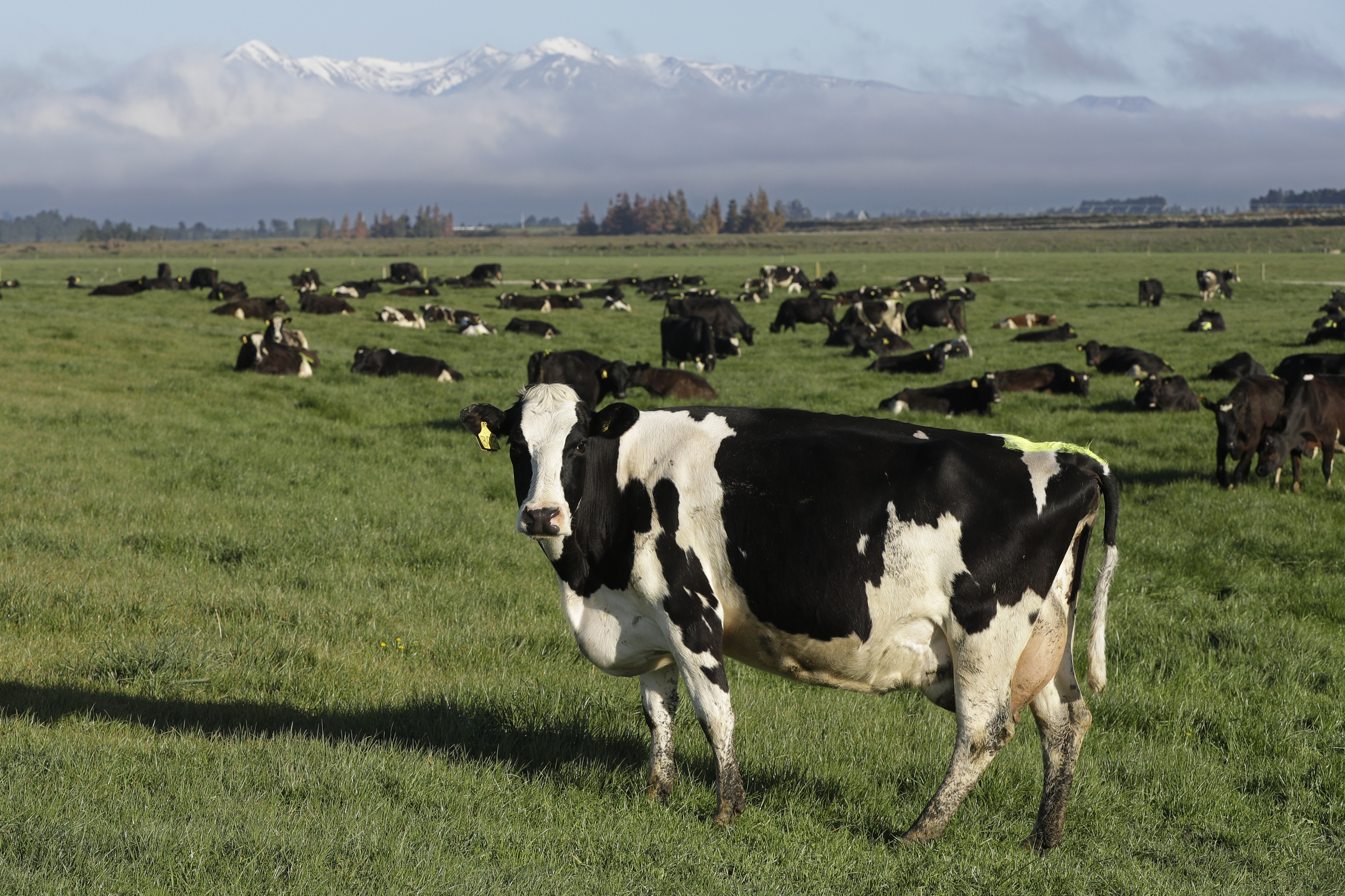 FILE - Dairy cows graze on a f