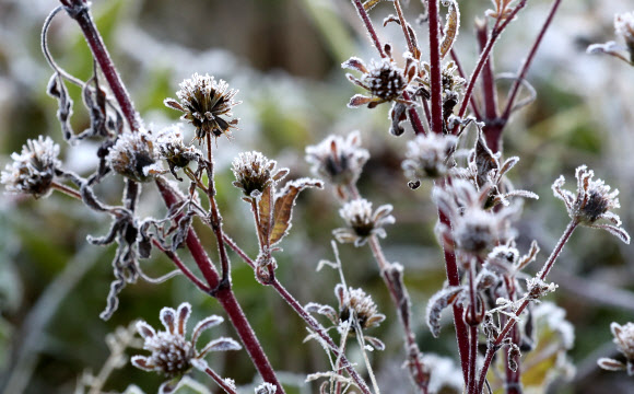 계절이 앞서가는 대관령