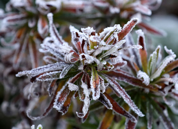 계절이 앞서가는 대관령