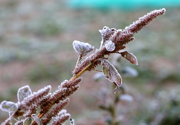 대관령은 벌써 겨울