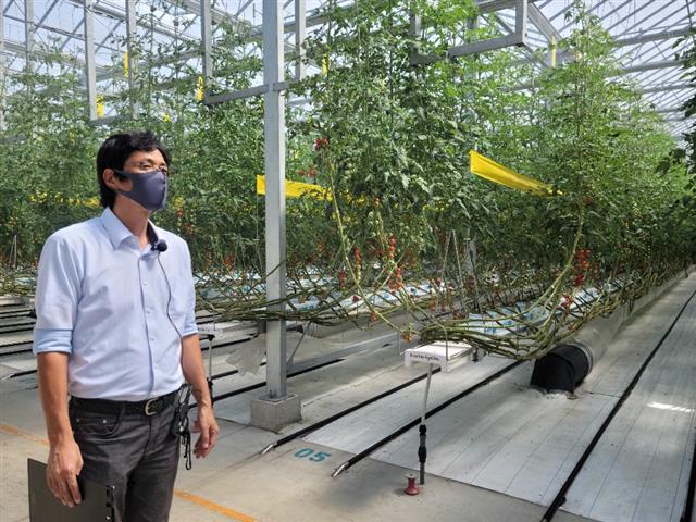 일본 아이치현 도요하시시에는 하수처리장에서 정화해 흘려보낸 방류수로 방울토마토를 재배하는 농장이 있다. 지난달 13일 ‘이노치오팜 도요하시’의 오카도 히로아키 대표가 방울토마토 재배 과정을 설명하고 있다.