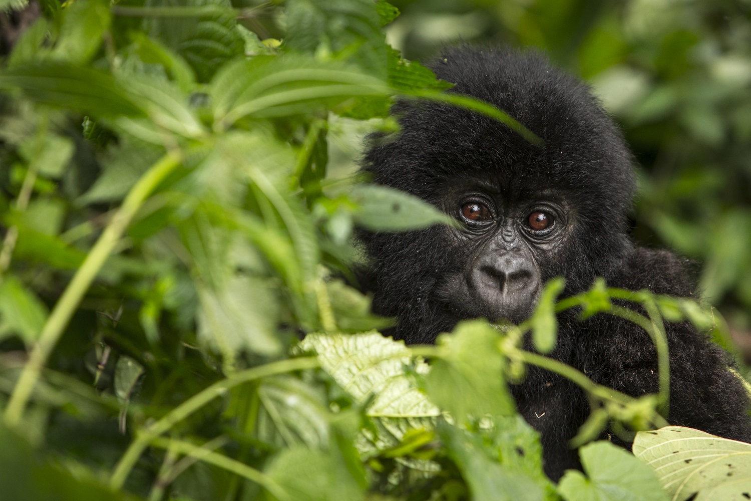 콩고 비룽가 국립공원의 마운틴고릴라