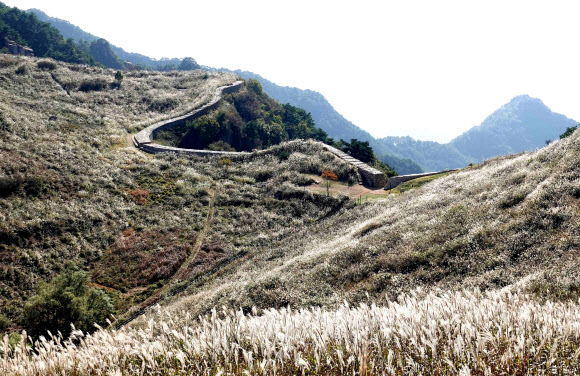 창녕 화왕산 억새 물결