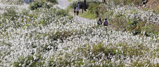 ‘억새길 따라 산책’
