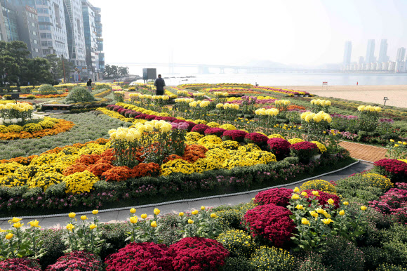 가을 날씨를 보인 17일 부산 수영구 광안리해수욕장 민락해변공원 광장에 150만 송이 규모의 국화 전시가 마련돼 시민과 관광객들의 눈길을 사로잡고 있다. 이번 전시는 오는 11월 13일까지 계속된다. 2022.10.17. 뉴시스