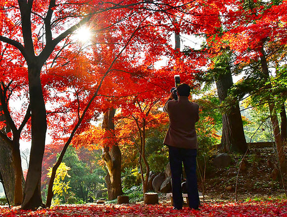 사계절중 제일 장관이라는 단풍계절이 평양의 이르는 곳마다에 황홀하게 펼쳐졌다고 대외선전매체 내나라가 20일 전했다. 2022.10.20  내나라 홈페이지 캡처