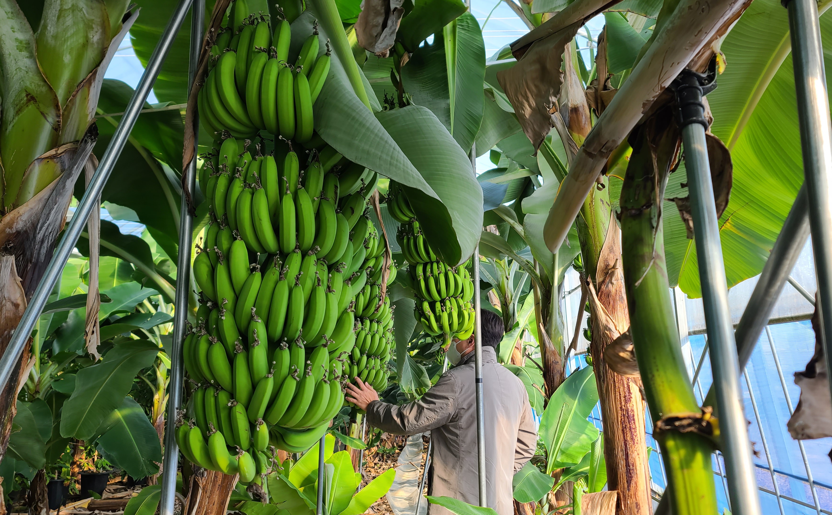 충남 천안시 목천읍 일원의 한 농장에서 자라고 있는 바나나. 