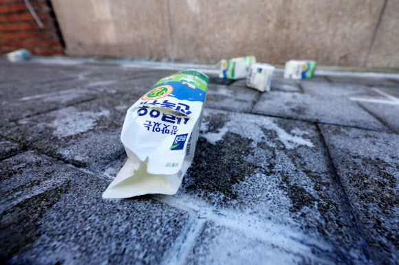 처참히 찢어진 낙농가 우유