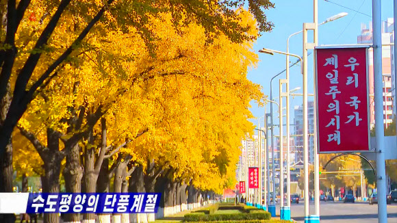 북한 조선중앙TV는 28일 평양 중구역 거리의 은행나무 1천여 그루에 단풍이 곱게 물들었다고 보도했다. 중구역원림사업소 책임기사 리혁수는 김일성 주석이 6·25전쟁 시기 한 양묘장에서 묘목을 기르도록 해 평양 승리거리 등에 가로수를 심도록 했으며, 김정일 국방위원장이 “나무 모양이 곧고 벌레가 끼지 않는 은행나무를 가로수로 심는 것이 좋다”며 은행나무를 심으라고 지시한 일화를 소개했다. 은행나무 옆에 ‘우리국가제일주의시대’ 라는 선전문구가 걸려 있다. 2022.10.28  조선중앙TV 화면