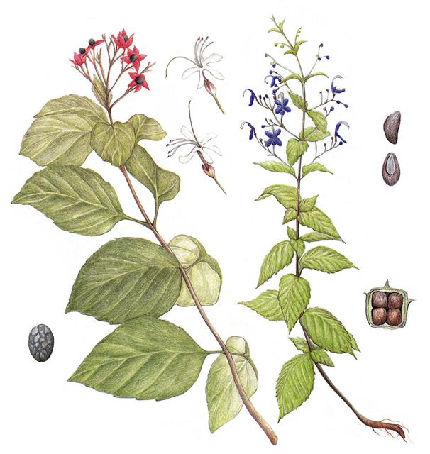 잎에서 쾨쾨한 냄새가 난다는 이유로 구릿대나무라고도 불리는 누리장나무(왼쪽)와 꽃과 잎에서 누린내가 나는 누린내풀(오른쪽). 모두 우리나라에서 약재로 이용하는 약용식물이다.