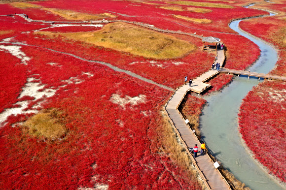 갯벌에 든 가을단풍