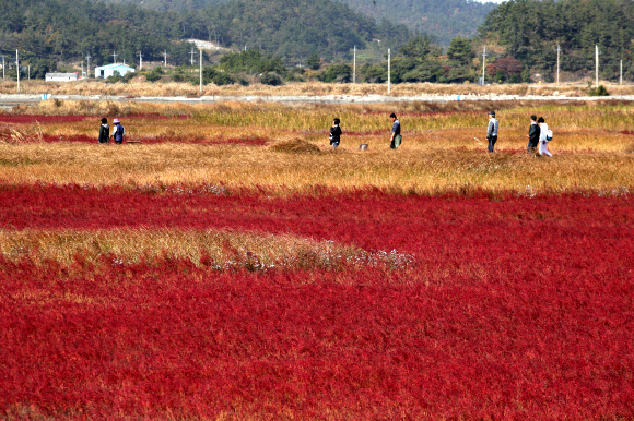 단풍빛 태평염생식물원 산책