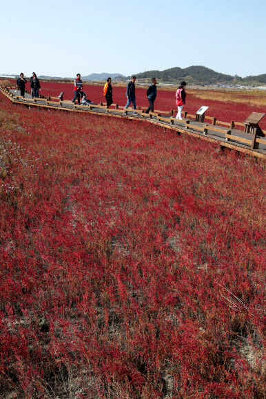 단풍빛 태평염생식물원 산책