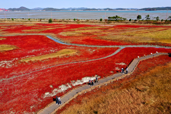 불게 물든 신안 태평염생식물원