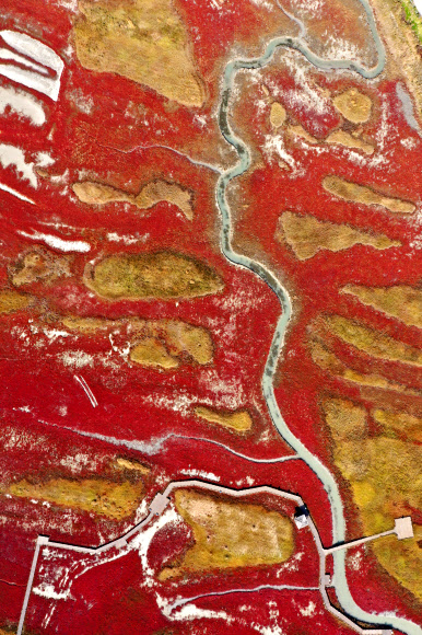 단풍빛으로 물든 가을갯벌