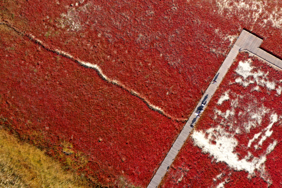 단풍빛 갯벌 산책