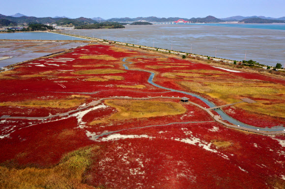 단풍빛으로 물든 가을갯벌