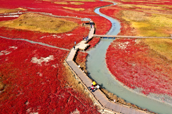 갯벌에 든 가을단풍