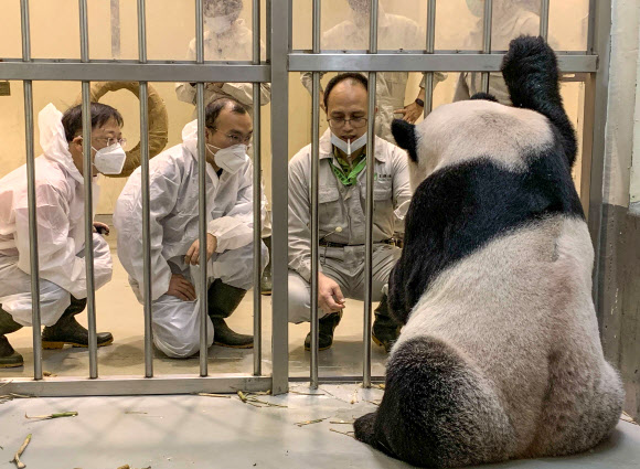 지난 2일 대만 타이베이동물원에서 중국 판다 전문가 웨이밍(왼쪽부터)과 우홍린(가운데)이 뇌종양 증세를 보이는 수컷 판다 퇀퇀의 상태를 살펴보고 있다. 타이베이 AP 연합뉴스