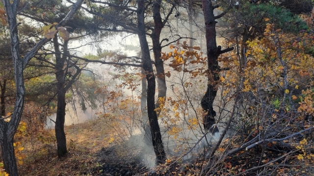 군위 산불 현장 모습. 산림청 제공  