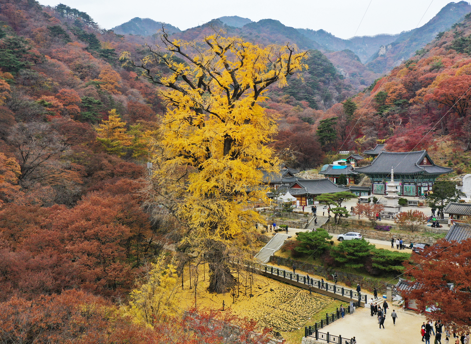 경기 양평 용문사 은행나무.