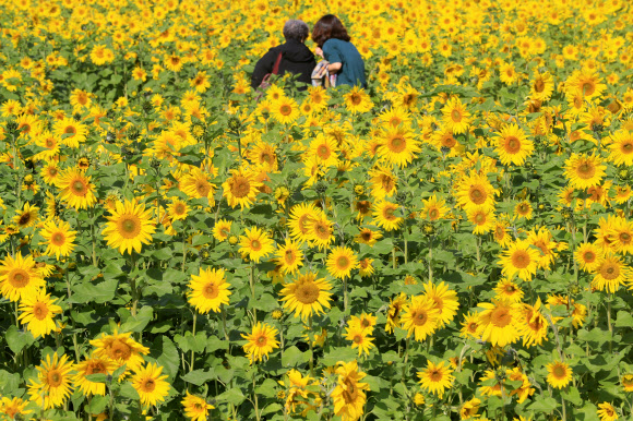 해바라기 활짝 핀 제주