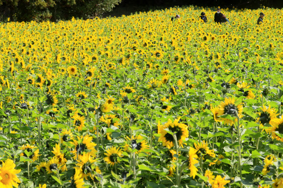해바라기 활짝 핀 제주