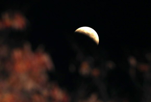 단풍 너머 개기일식