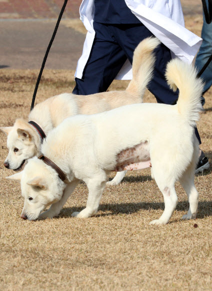 문재인 전 대통령이 기르다 정부에 반환한 풍산개 두 마리, 곰이(암컷·앞쪽)와 송강(수컷·뒤쪽)이 10일 오후 대구 북구 경북대학교 수의과대학 부속 동물병원 앞뜰에서 산책하고 있다. 이 두 마리는 2018년 9월 남북정상회담 뒤 김정은 북한 국무위원장이 선물한 것으로 문 전 대통령이 키우다 최근 정부에 반환한 뒤 경북대 부속 동물병원에서 지내고 있다. 2022.11.10  연합뉴스