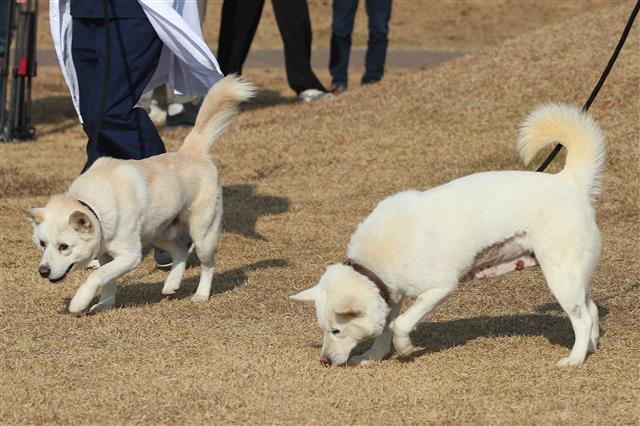 10일 오전 대구 북구 경북대학교 수의과대학 부속동물병원 앞에서 풍산개 암컷 ‘곰이’(오른쪽)와 수컷 ‘송강’이가 대학 관계자와 함께 산책하고 있다. ‘곰이’와 ‘송강’이는 문재인 전 대통령이 지난 2018년 9월 평양 남북정상회담 당시 북측으로부터 선물 받아 기르다 최근 정부에 반환한 것으로 알려졌다. 2022.11.10 뉴스1