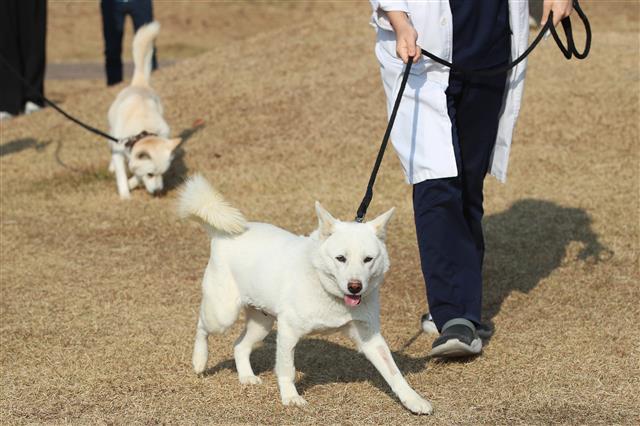 10일 오후 대구 북구 경북대학교 수의과대학 부속동물병원 앞에서 풍산개 암컷 ‘곰이’(앞쪽)와 수컷 ‘송강’이가 대학 관계자와 함께 산책하고 있다. ‘곰이’와 ‘송강’이는 문재인 전 대통령이 지난 2018년 9월 평양 남북정상회담 당시 북측으로부터 선물 받아 기르다 최근 정부에 반환한 것으로 알려졌다. 2022.11.10 뉴스1