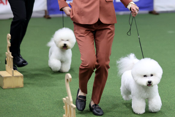 견종 심사 받는 비숑 프리제 견들