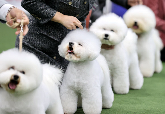 털뭉치 같은 비숑 프리제