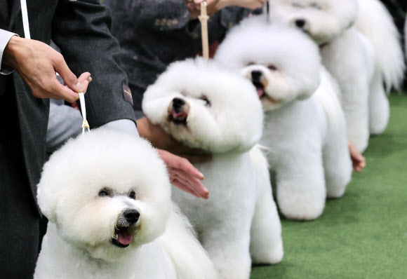 ‘사랑스러운 털뭉치들’