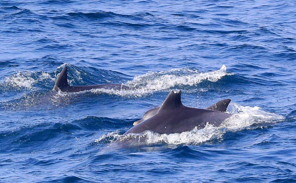 재미있으세요? 돌고래는 생과 사를 오갑니다  선박 스크루에 등지느러미가 잘린 돌고래 모습이다. 해양수산부 지침에 따르면 선박은 돌고래의 50m 이내로 접근해선 안 되지만, 불과 1∼2m 차이로 쫓거나 추월하는 관광 행태가 계속되고 있다.<br>제주 연합뉴스