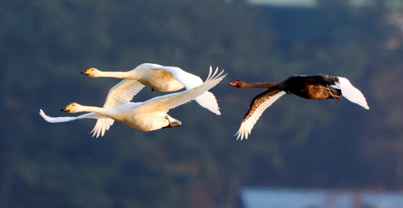 흑고니와 큰고니