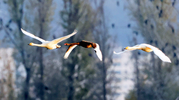 흑고니와 큰고니