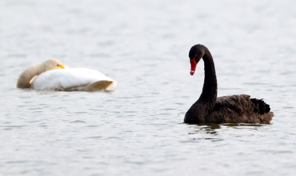 주남저수지 찾은 흑고니