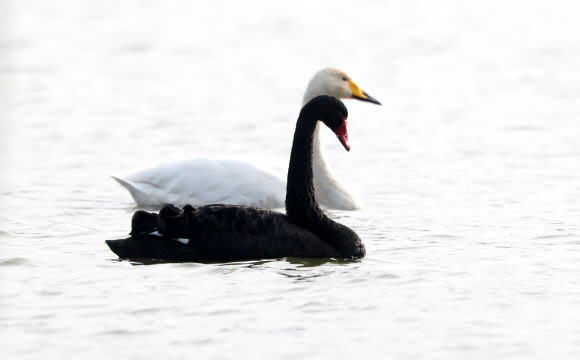 주남저수지 찾은 흑고니