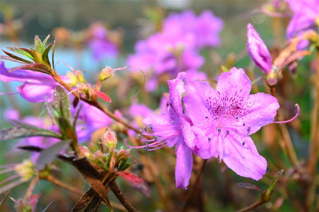 겨울 아침 이슬에 젖은 진달래