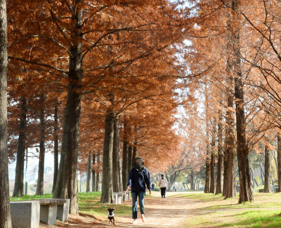 첫눈이 내린다는 절기상 소설(小雪)을 하루 앞둔 21일 오후 충북 청주시 서원구 모충동 메타세콰이어 길에서 시민이 늦가을을 즐기고 있다. 2022.11.21. 뉴시스
