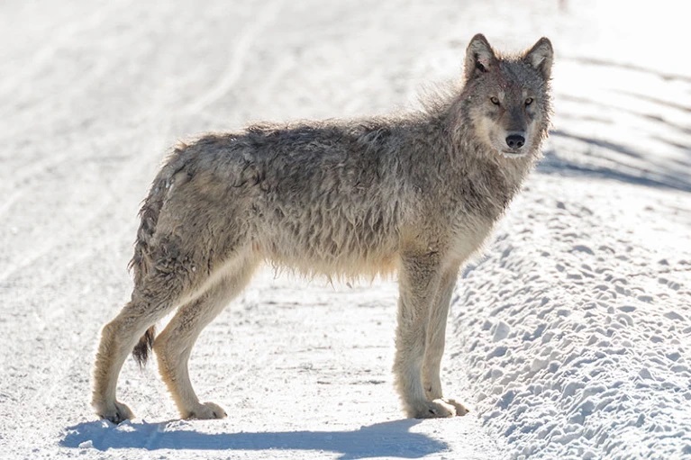 북미 지역에 서식하는 회색 늑대
