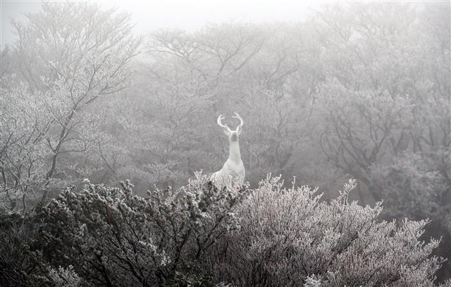 첫눈 내린 한라산